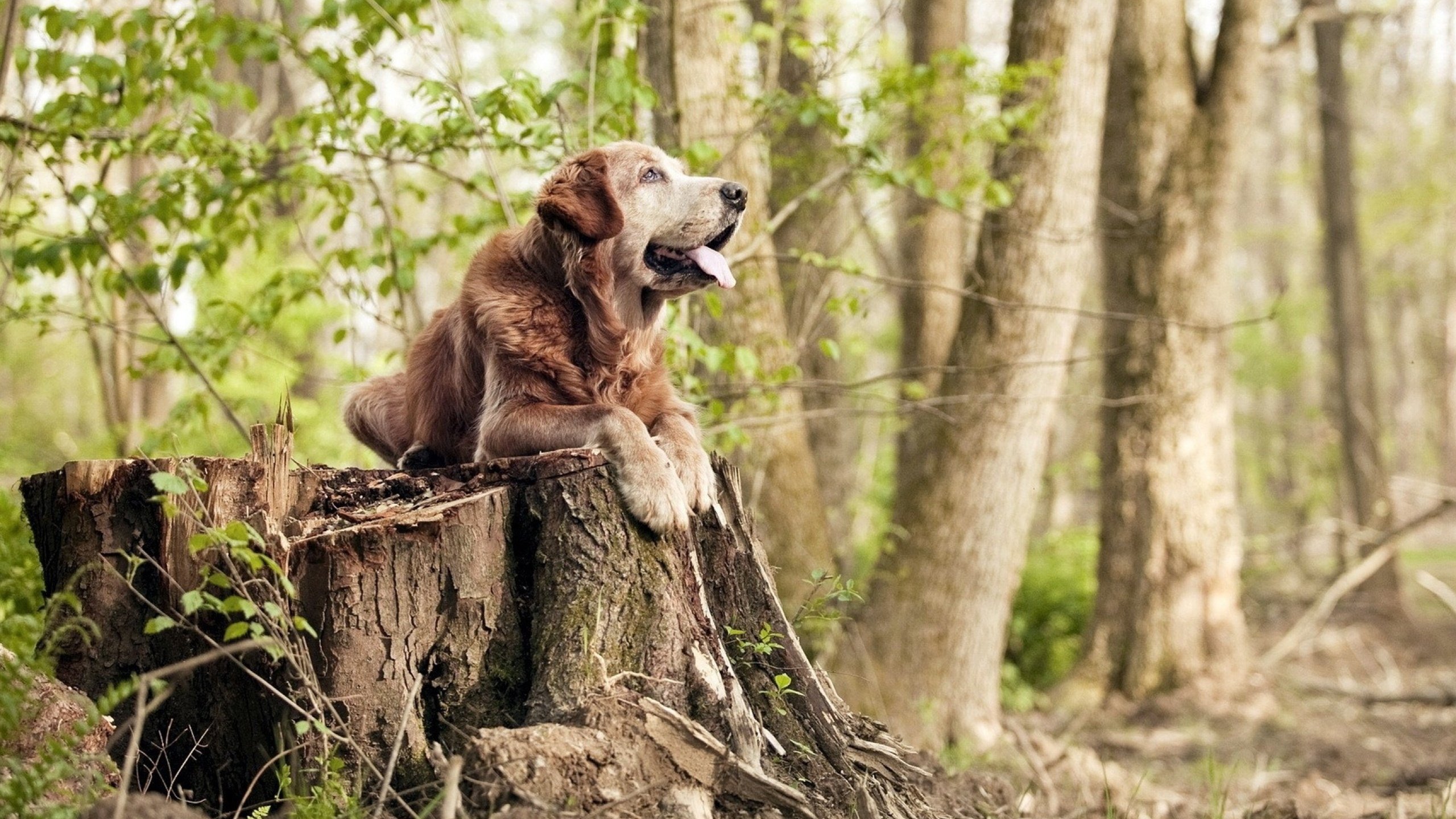 里昂完胜澳大利亚，基耶萨的无解艺术如何定义现代足球的个体统治力