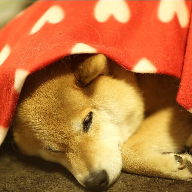 教科书般的切特，老鹰鏖战太阳，新星如何定义比赛