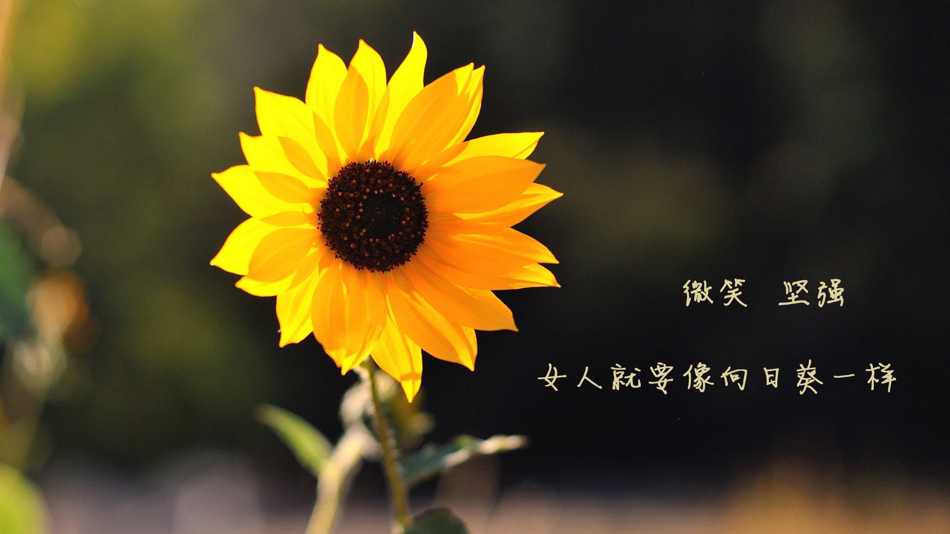 F1新赛季揭幕战焦点战，尼克斯完胜山西队，速度与激情的双重奏